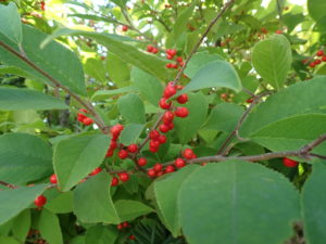 ウメモドキ　果実